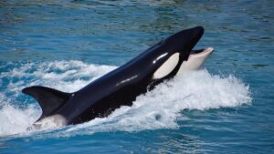 Un voilier français avec deux personnes à bord attaqué par des orques au large du Pays basque espagnol - Le Parisien