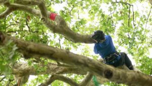 Insolite&nbsp;: une comp&eacute;tition de grimpe dans les arbres