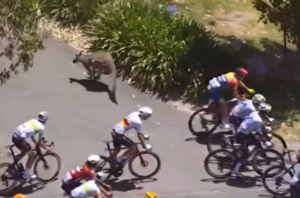Maillot faune «Je n’ai jamais vu ça»&nbsp;: un kangourou sème la pagaille dans le peloton du Tour d’Australie