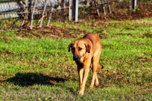 Derrière la « CAN du siècle », l'extermination des chiens errants - CAN 2025 - SO FOOT.com