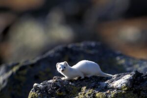 JO 2026 : de l’hermine aux dryades, la faune et la flore des Alpes italiennes impactées par l’accroissement des activités humaines