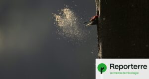 « Le Chant des forêts » remporte le César du meilleur documentaire