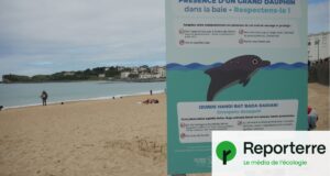 « Il pourrait y avoir un accident » : à Saint-Jean-de-Luz, une dauphine s’invite chez les baigneurs